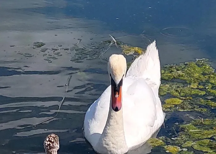 Casa Carlo ゲストハウス 3*